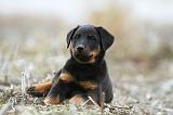 BEAUCERON - PUPPIES 155